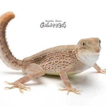 あとちょっとの辛抱…だと思う。