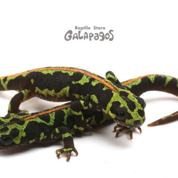 必ず終わりは来るから！