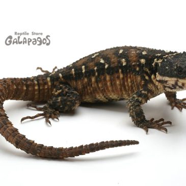 ひさびさのどーでもイイ話