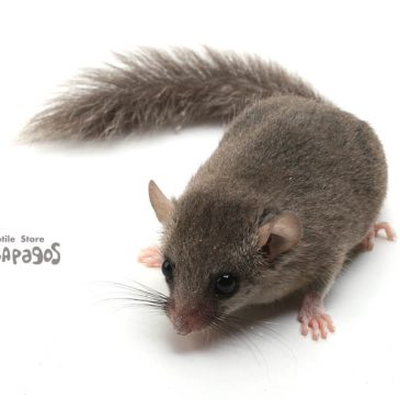 もう付き合いきれん！