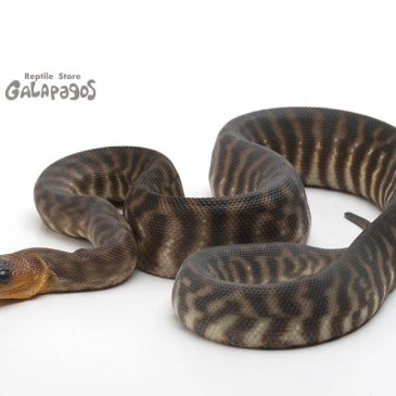 オラ、ワクワクが止まんねぇぞ！