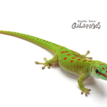 セールをやるのであーる！