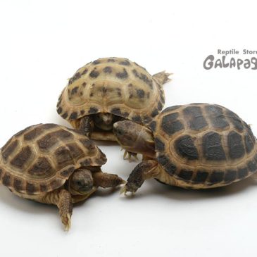 拙者は辞退するでござる！