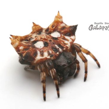 ひさびさの劇場