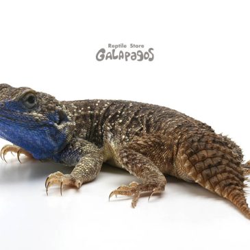 年取ると涙腺弱くなるのは本当