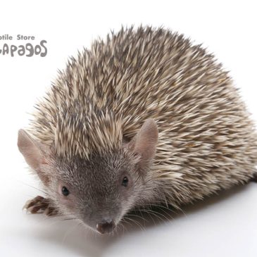 独りでしゃべれるかっつーの！！