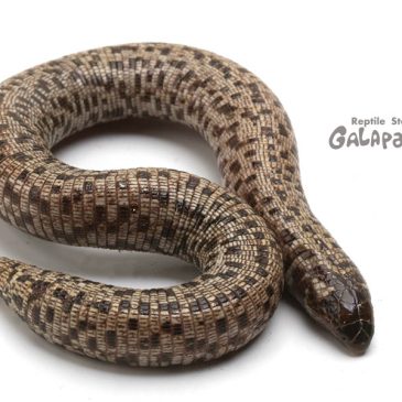 外野の野次馬ほど上から偉そうなことを言う