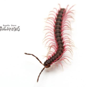 ヘンなものが変じゃなくなる