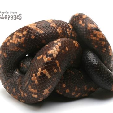 パトラッシュ、、、僕は疲れたよ