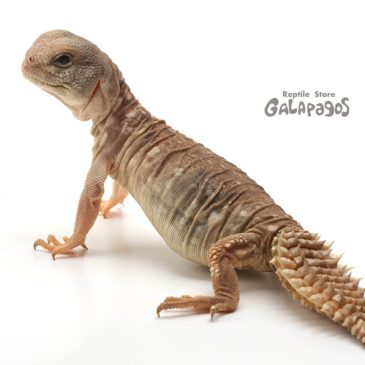 スゴヤバのヤバって、もしかして…？