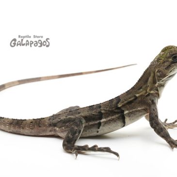 サボってたわけじゃありません