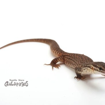 誰かヤル気スイッチ押して！