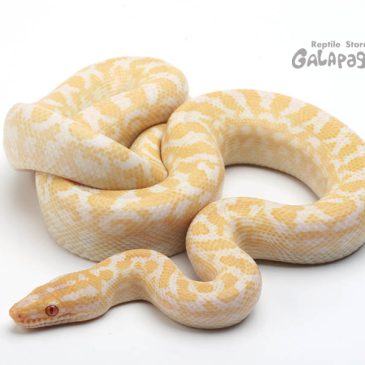 「あんたバカぁ？」と言いたくなる