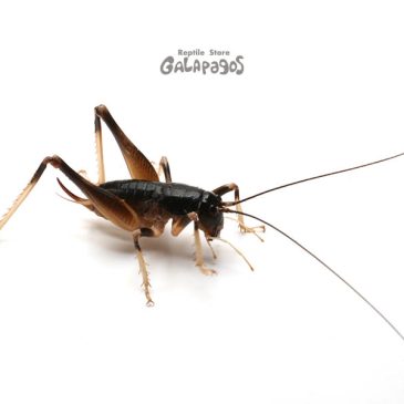 トウレプのお品書き