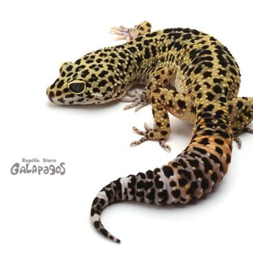 とんぶり市のお品書き