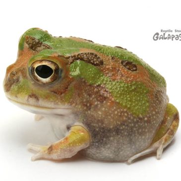 福本マンガかよ！！