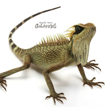 来年もよろしくお願いします！