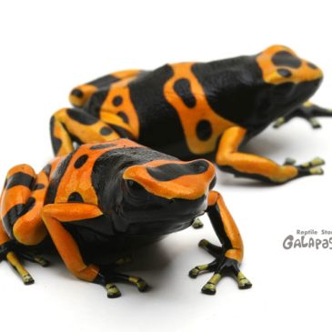 あけましておめでとうございます！