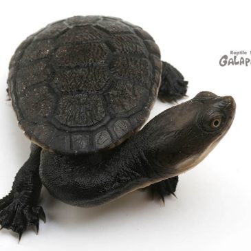 いつになったらメシ屋で夕飯食えるの？