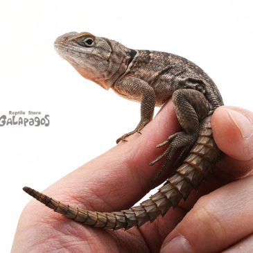 本当は怖いコープスペイント