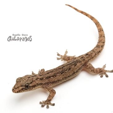 今月はちゃんとやります！