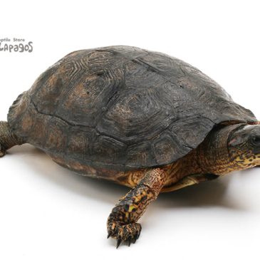 まだ観てませんので