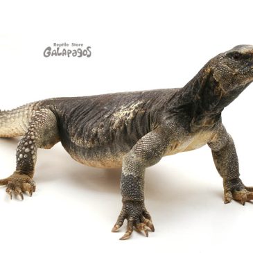 「まん防」って略すのはセンスが無い