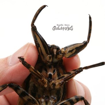 AWAKE横浜のお品書き？