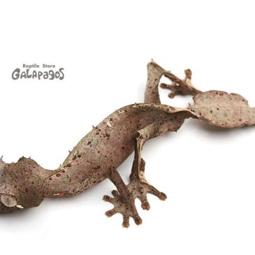 我がニッポンの科学力は世界一ィィィィ!?