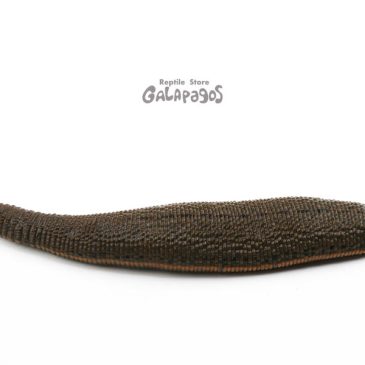 雲行きが怪しくなってきた…