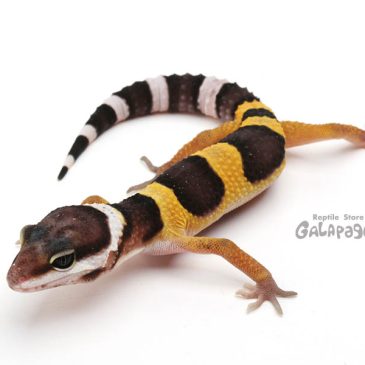 当店に特定動物はおりません