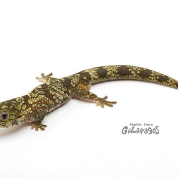 マイ・ハウス・ルール