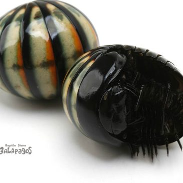 いったい何が起きてる！？