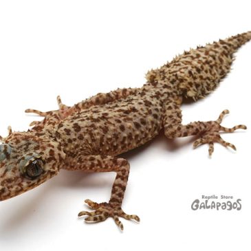 静岡JRSに参戦します！