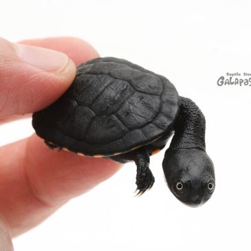 溜め込みすぎはアカン