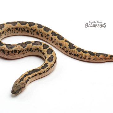 つまりは貴族と財閥と軍人