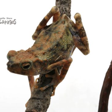 今年も残り3か月！