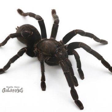 AWAKE横浜の出品リスト＆新入荷情報