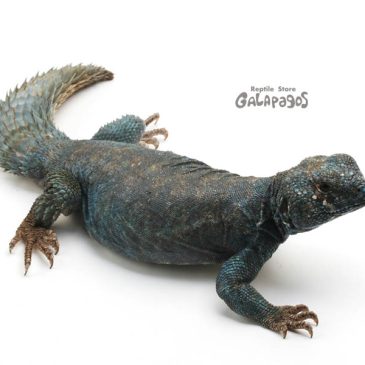 どっこい生きてるシャツのなか