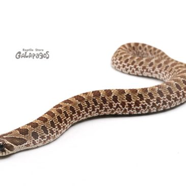 とんぶり市＆HBM2021出品生体リスト