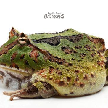 ビッグマックが語ること