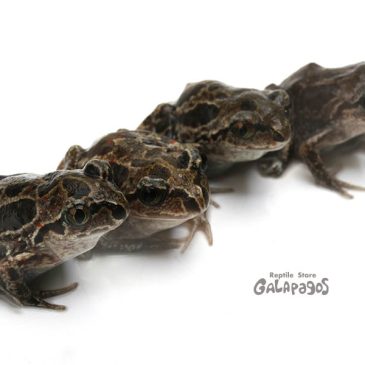 HBMは池袋じゃなくて京急蒲田だよ！