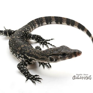 もうトウレプ直前！