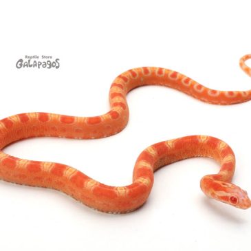 年末になって今年1番と出逢う