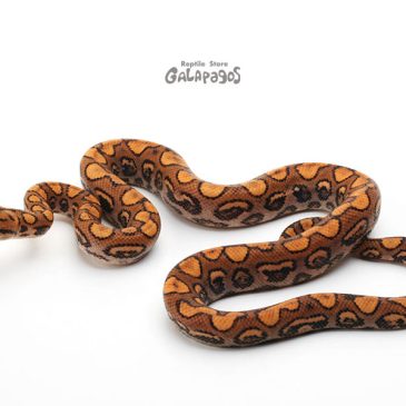 成功するのにはちゃんと理由がある