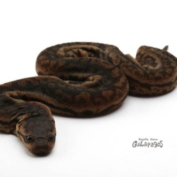 冬レプのお品書き