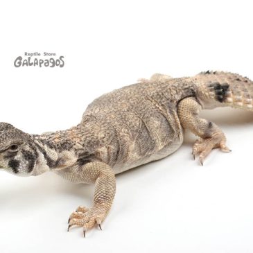 しっかりディグっていこうぜ！