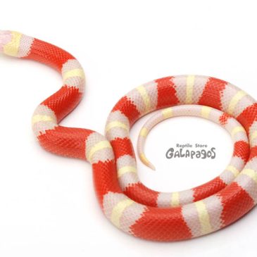 結局デフォーが最高！