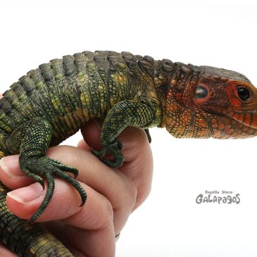 ガンジースタイルで生きたい