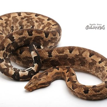 本題はインドネシア便の情報です